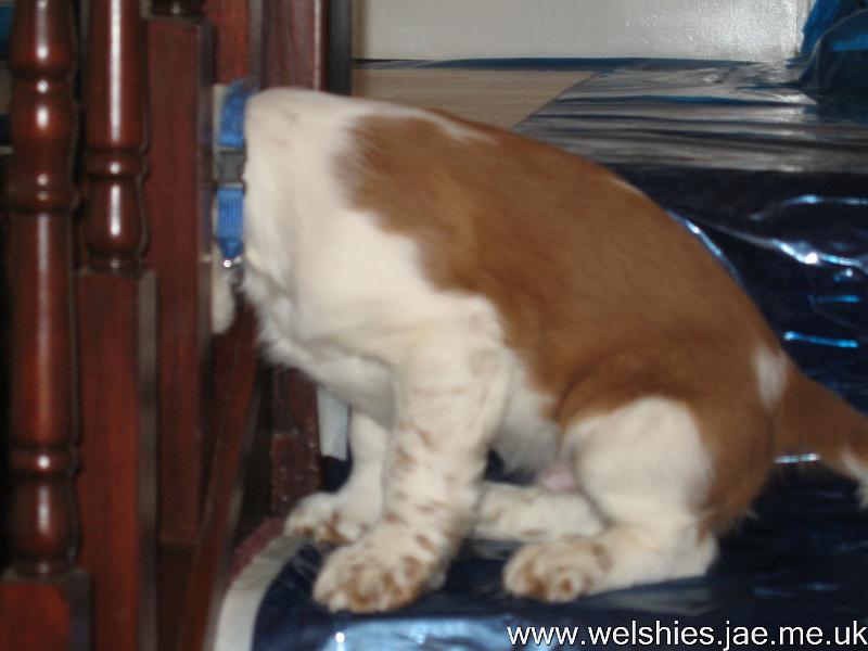 2009-04-08 49.JPG - Surely this way down is quicker